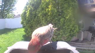 pine grosbeak