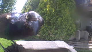 common grackle