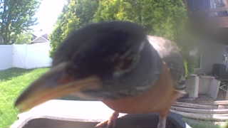 american robin