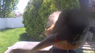 american robin