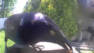 common grackle