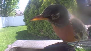 american robin