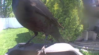 american crow