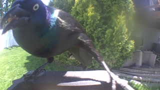 common grackle
