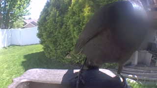 american crow