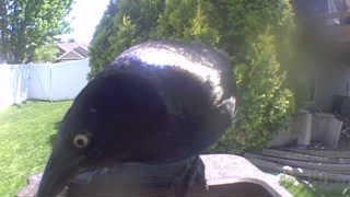 common grackle