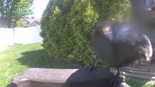 common grackle