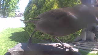 brown-headed cowbird