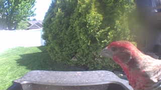house finch