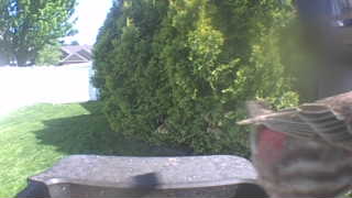 house finch