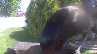 mallard