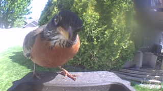 american robin