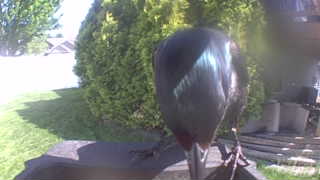 common grackle