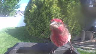 house finch