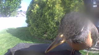american robin