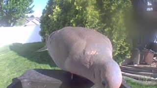 mourning dove