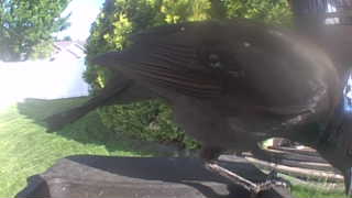 american crow