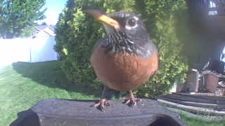 american robin
