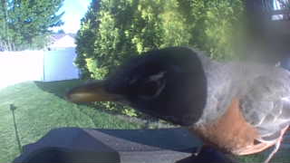 american robin