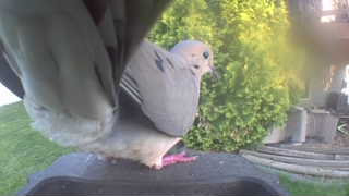 mourning dove