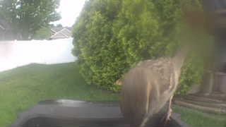 american robin