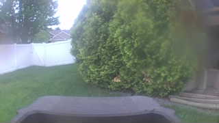 american robin