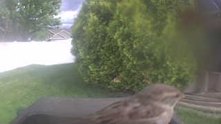 house sparrow
