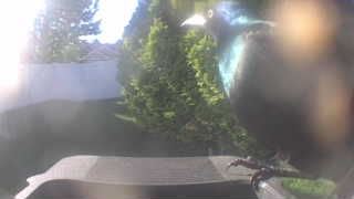 common grackle