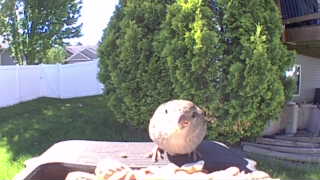 field sparrow