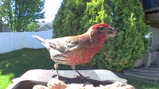 house finch