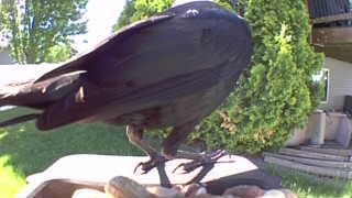 common raven