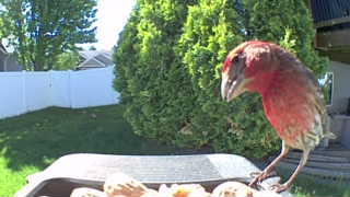 house finch