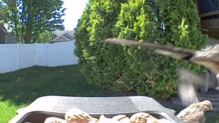 blue jay