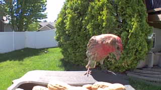 house finch