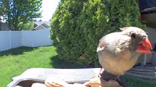 northern cardinal