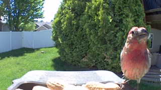 house finch