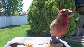 house finch