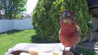 purple finch