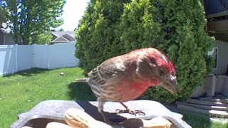 house finch