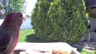 house finch