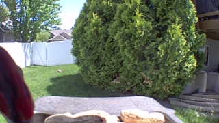Unidentified clip