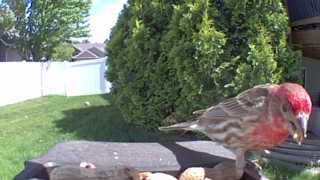 house finch