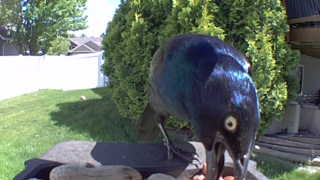 common grackle