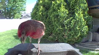 feral pigeon