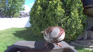 house sparrow