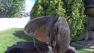 american robin