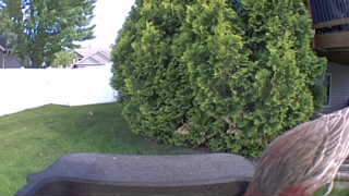 house finch
