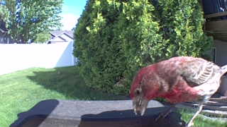 house finch