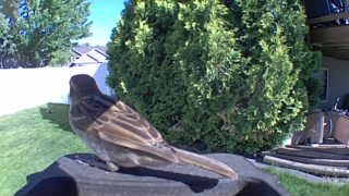 house sparrow