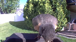 brown-headed cowbird